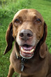Vizsla