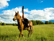 horse