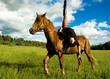 horse