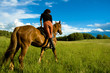 horse