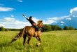 horse