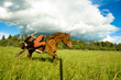 horse