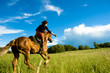 horse