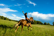 horse