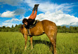 horse