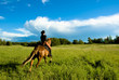 horse