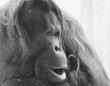 singe portrait