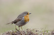 Robin