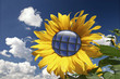 Solarsonnenblume Solarsonnenblume