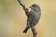 European Greenfinch