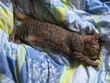 Chaton européen dormant sur un lit Chaton européen dormant sur un lit