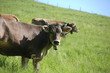 Curious Cow