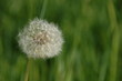 Dandylion