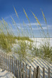 Sea Oats and Dune Fence Sea Oats and Dune Fence