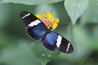 schmetterling