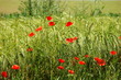 Coquelicots dans un champ de blé,Aisne