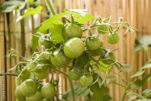 tomates vertes tomates vertes
