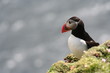 Cliff top puffin