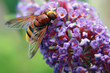 abeille abeille