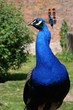 Foto: Peacock Peacock