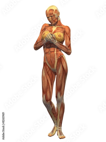 Foto: Human Body Muscle - Female Front Human Body Muscle - Female Front