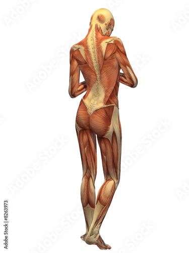 human body muscles. Human Body Muscle - Female