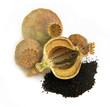 Opium poppy capsules with seeds