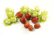 hazel-nut
