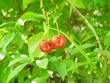 cherries