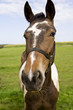 horsehead