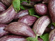 Aubergine