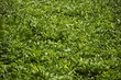 Tea plants at tea plantation, Mahe', Seychelles