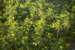 Aerial view of palm grove at Police Bay, Mahe', Seychelles