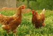 Photo en ligne au meilleur prix Huhn - chicken 07