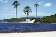 Drei Palmen in Canaima Drei Palmen in Canaima