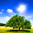 Baum des Lebens