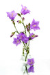 Bouquet of hand bells in a transparent vase. Bouquet of hand bells in a transparent vase.
