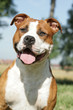 qui tire la langue American Staffordshire terrier