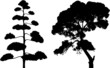 Two tree silhouettes on white.