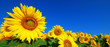 tournesol 1