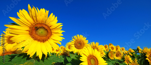 tournesol 1
