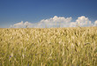 Kornfeld mit Sommerwolken