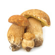Boletus edulis porcini