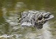 Stalking Predator