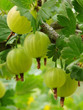 ripening gooseberries ripening gooseberries