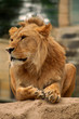 löwe-lion-leo löwe-lion-leo