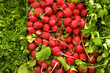 Photo: Selection of radishes, cilantro and parsley on display on market stall, close-up (full frame) Selection of radishes, cilantro and parsley on display on market stall, close-up (full frame)