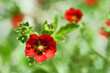 flore des alpes