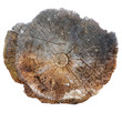 Cut of a trunk