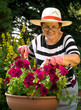 senior lady with her plants in the garden senior lady with her plants in the garden